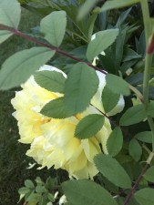 yellow peony