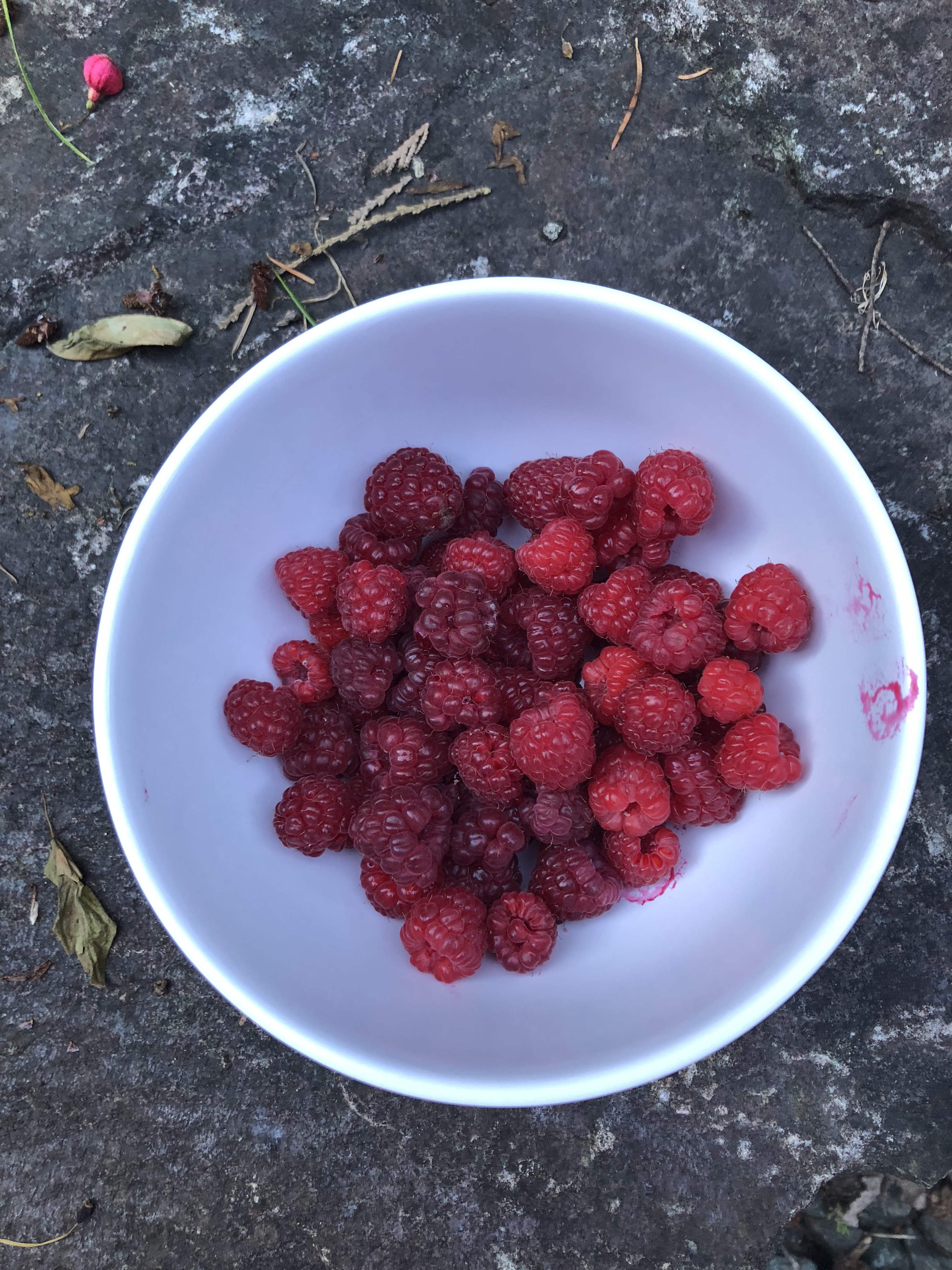 raspberries in bowl