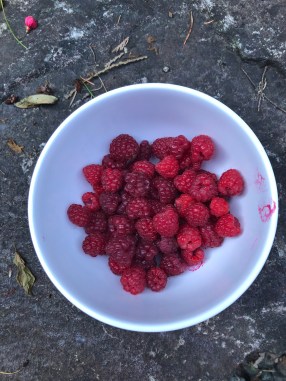 raspberries in bowl